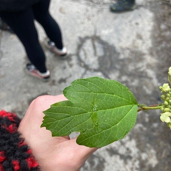 Viburnum opulus Leaf