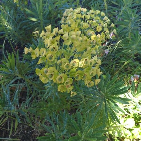 Euphorbia characias Λουλούδι