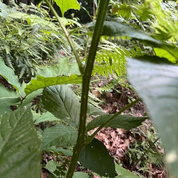 Rubus canadensis برگ