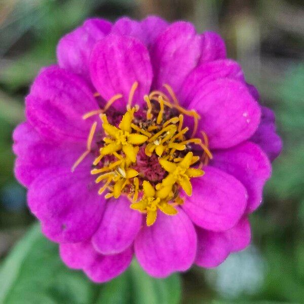 Zinnia elegans Blüte