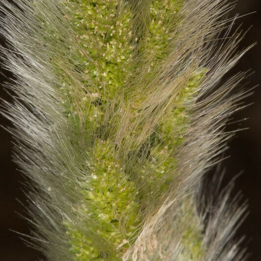 Polypogon monspeliensis Flower