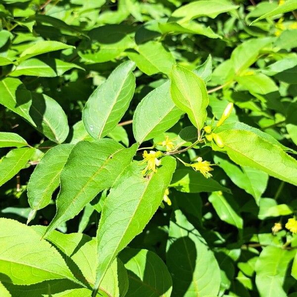 Diervilla lonicera Blomma