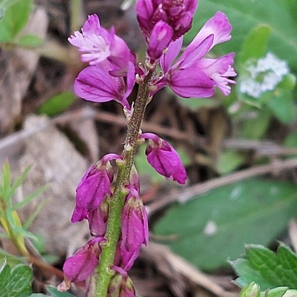 Polygala comosa Květ