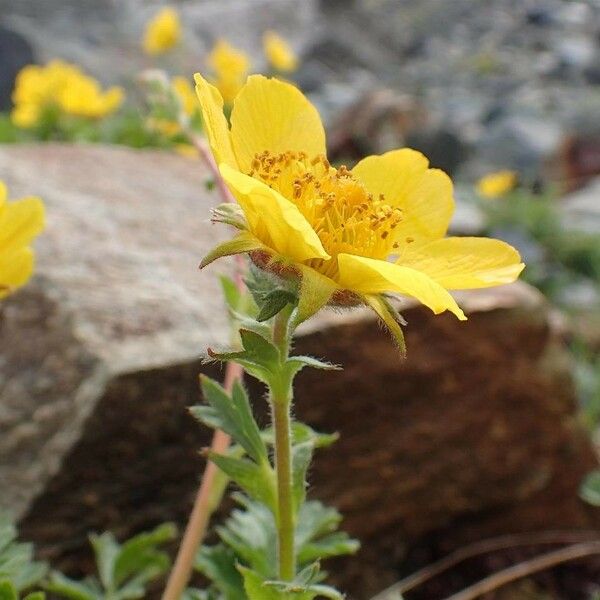 Geum reptans Habit