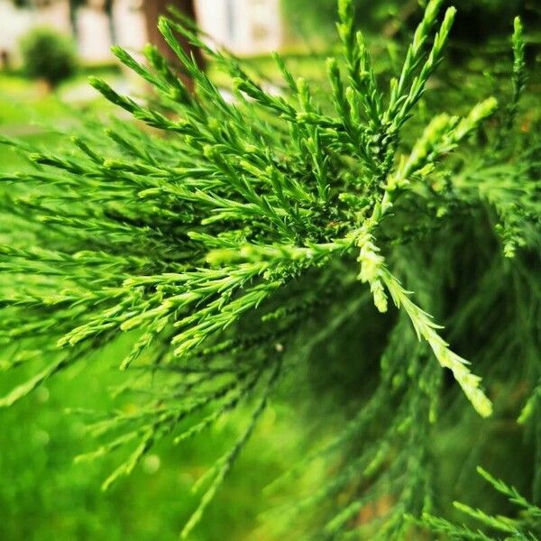 Sequoiadendron giganteum Kvet