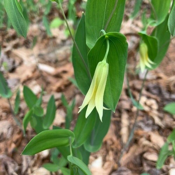 Uvularia perfoliata Flors