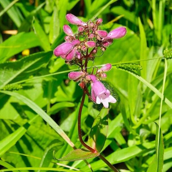 Penstemon calycosus Flower