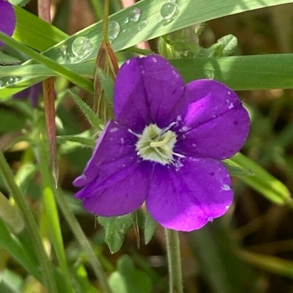 Legousia speculum-veneris 花