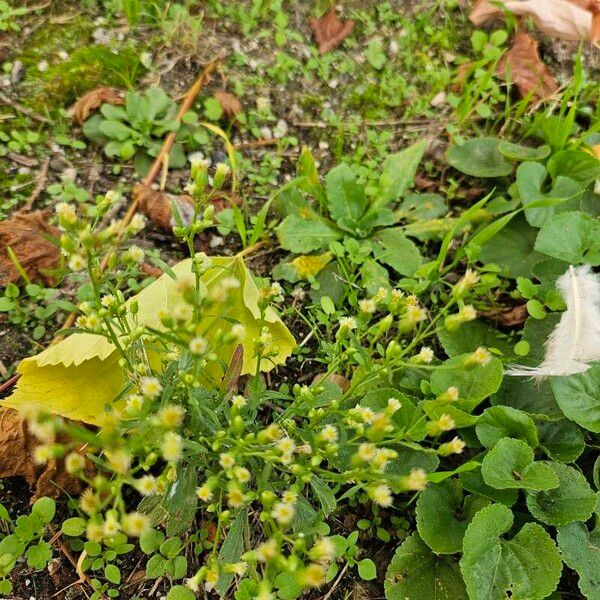 Conyza canadensis Blüte