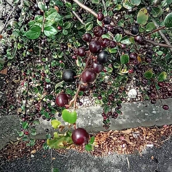 Cotoneaster acutifolius Фрукт