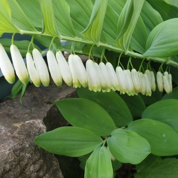 Polygonatum multiflorum Цвят