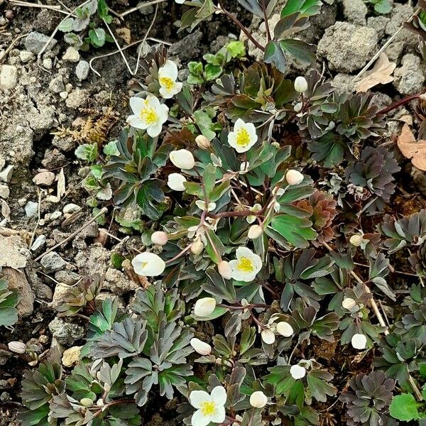 Isopyrum thalictroides Floro