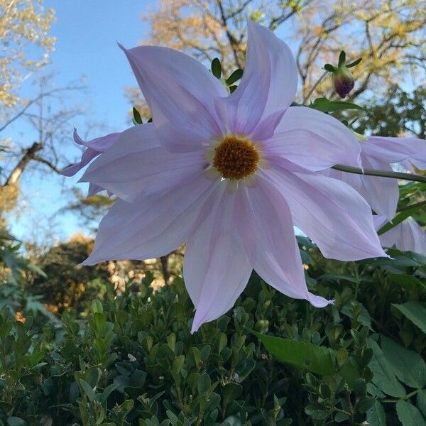 Dahlia imperialis Květ