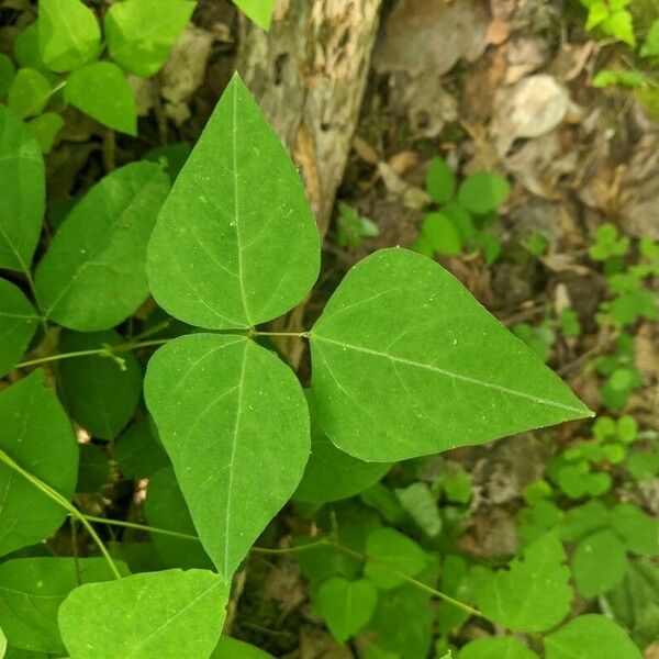 Amphicarpaea bracteata 叶