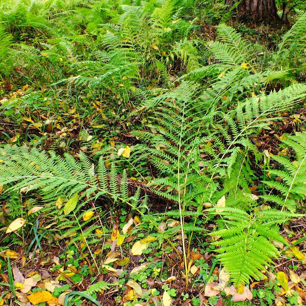 Athyrium filix-femina (Common ladyfern)