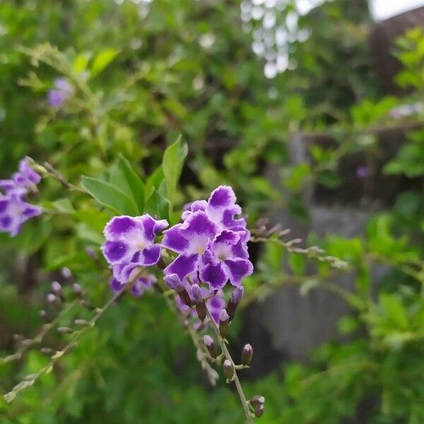 Duranta erecta 花