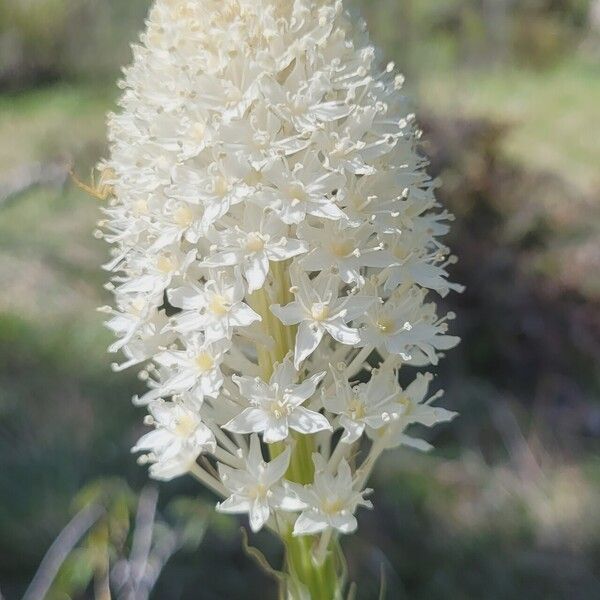 Xerophyllum tenax പുഷ്പം