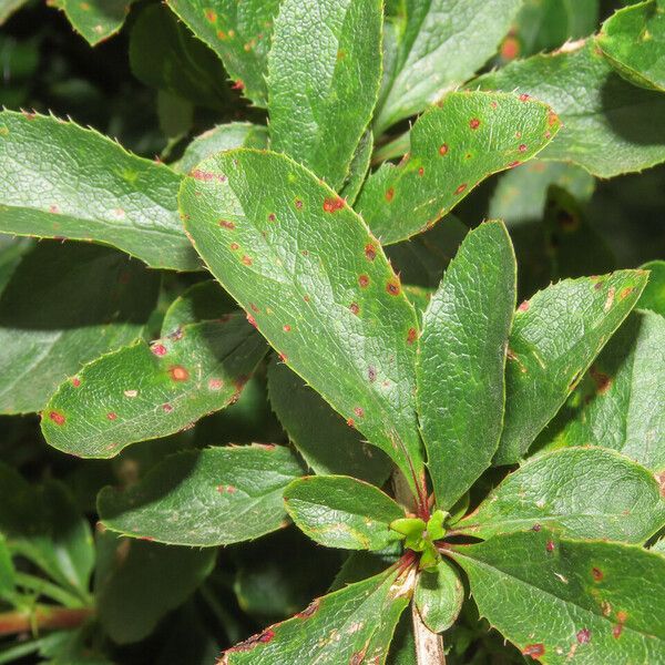 Berberis vulgaris Leaf