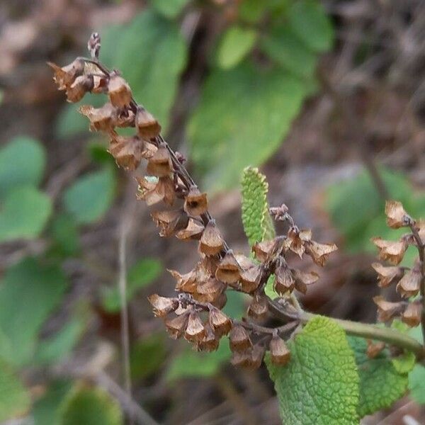 Teucrium scorodonia Gyümölcs