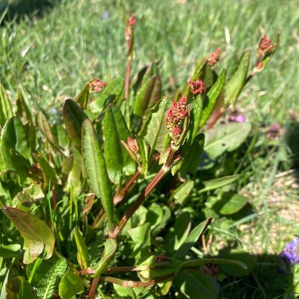 Rumex acetosa ᱵᱟᱦᱟ