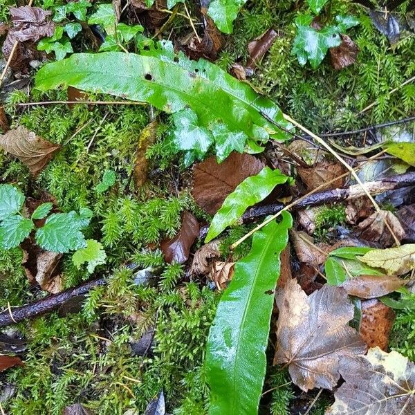 Asplenium scolopendrium Habitus