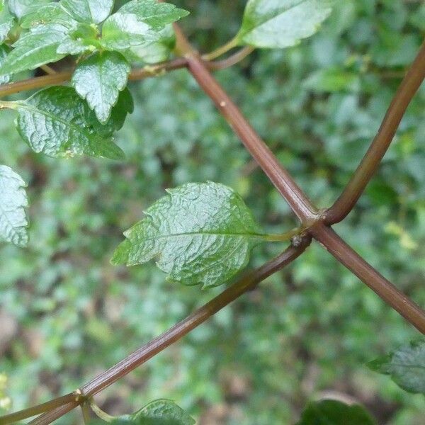 Pilea urticifolia List