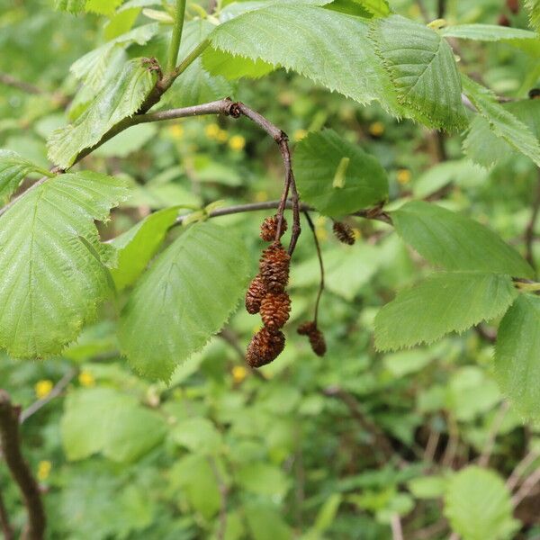 Alnus alnobetula Froito