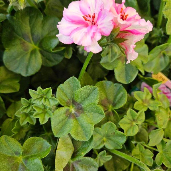 Pelargonium peltatum Celota