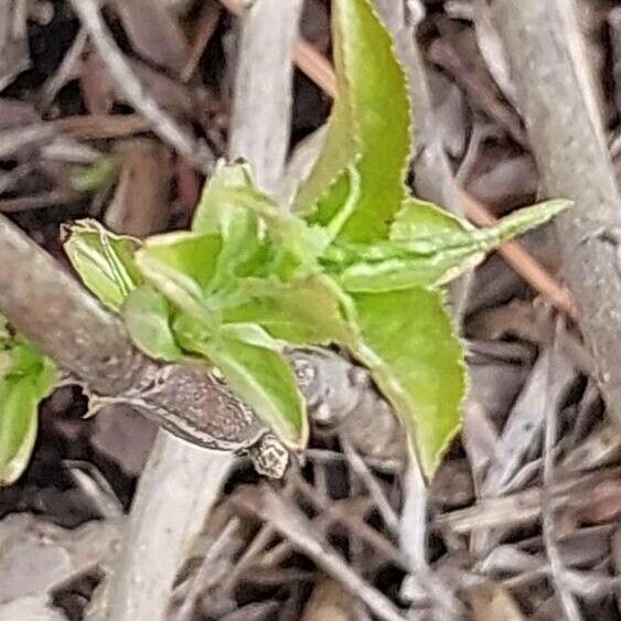 Diervilla lonicera برگ