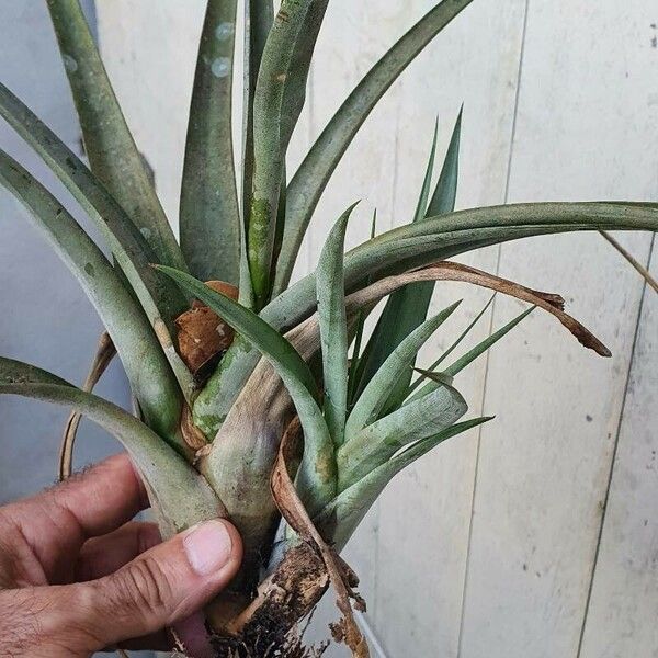 Tillandsia fasciculata Blatt