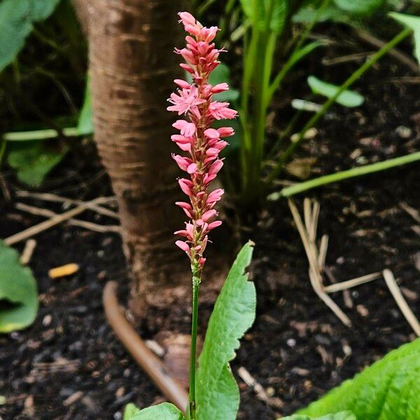 Bistorta amplexicaulis Blomst