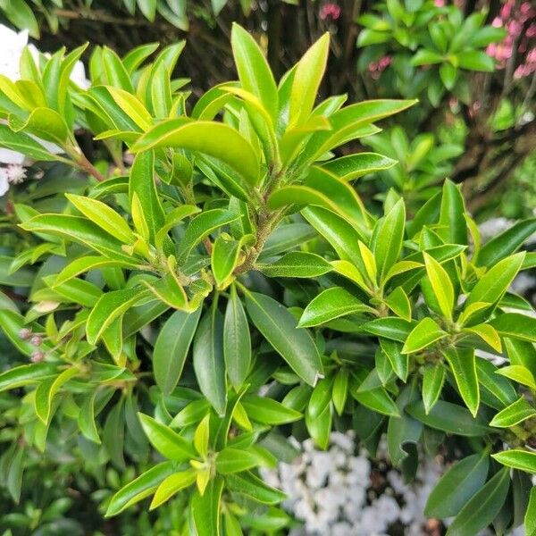 Kalmia latifolia Leaf