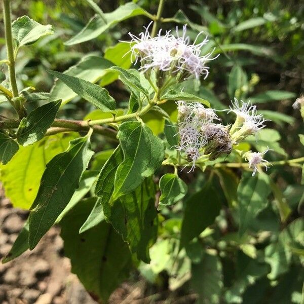 Chromolaena odorata Blüte