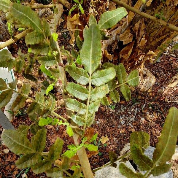 Boswellia sacra Leaf