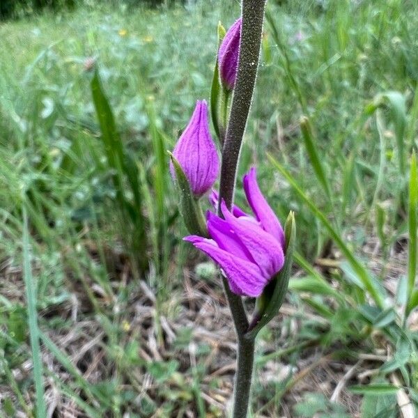 Cephalanthera rubra Blüte