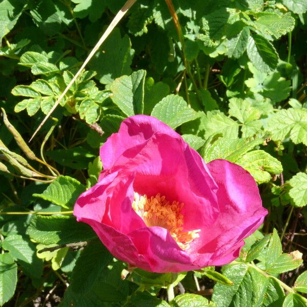 Rosa rugosa Květ