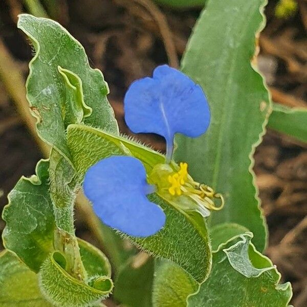 Commelina diffusa Цветок