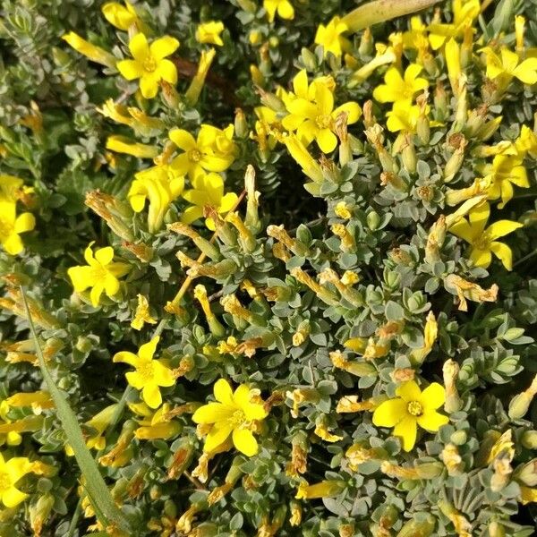 Hypericum aegypticum Flower