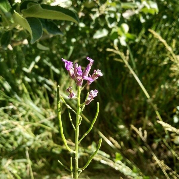 Chorispora tenella Blodyn