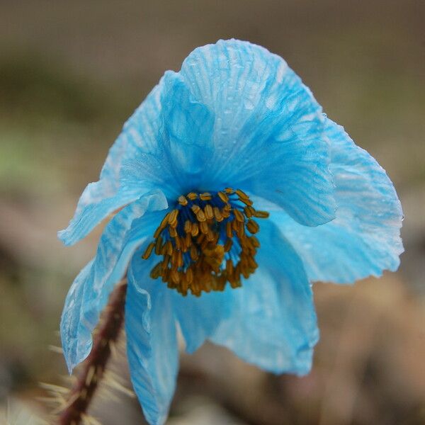 Meconopsis horridula Flower