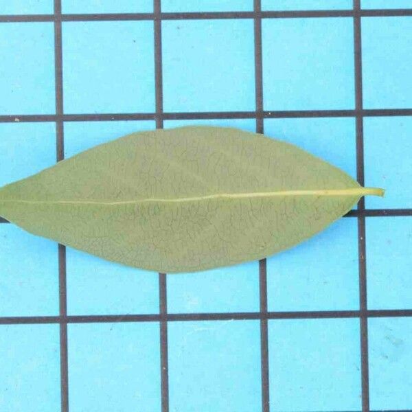 Forsteronia glabrescens Leaf