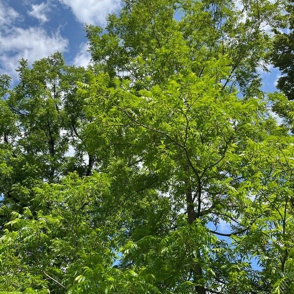 Carya illinoinensis Habit