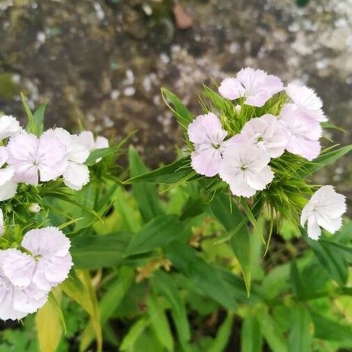 Dianthus barbatus Flor