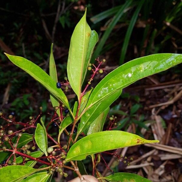 Miconia poeppigii Fruit