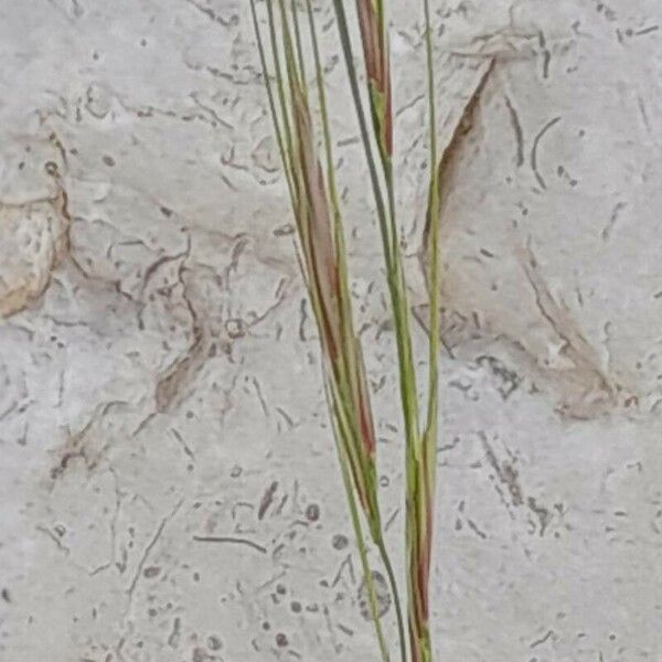 Aristida adscensionis Floare