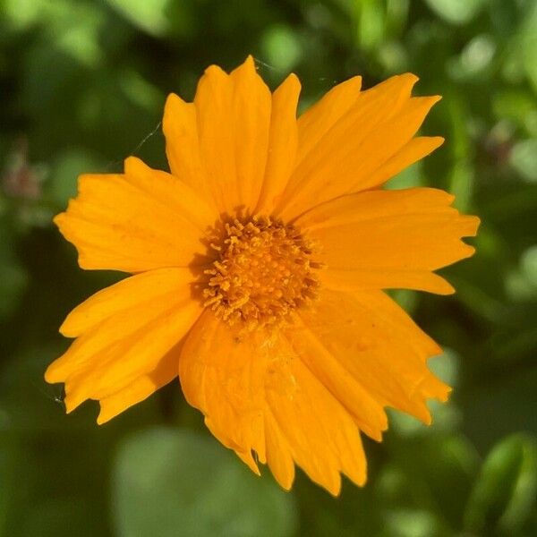 Coreopsis auriculata Flower