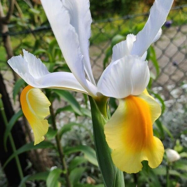 Iris orientalis Žiedas