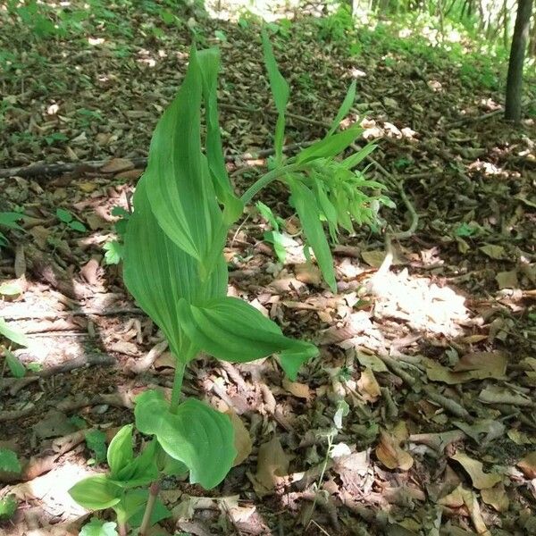 Epipactis helleborine Flower