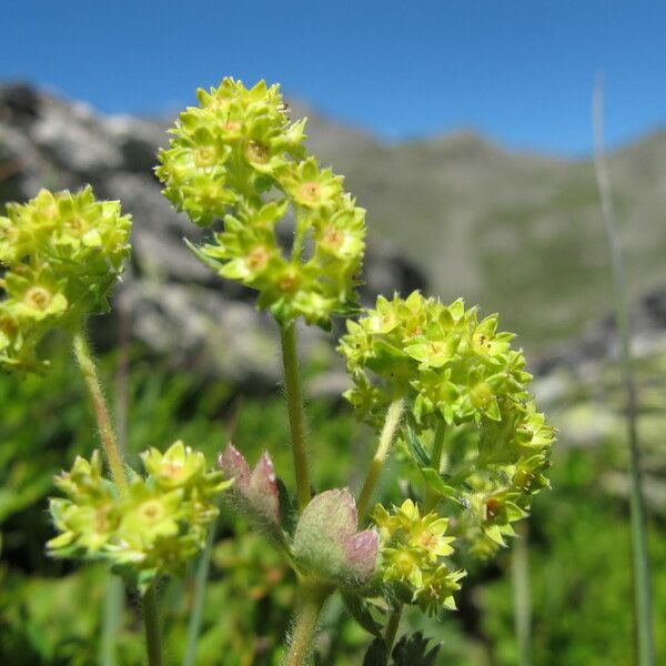 Alchemilla flabellata Άλλα