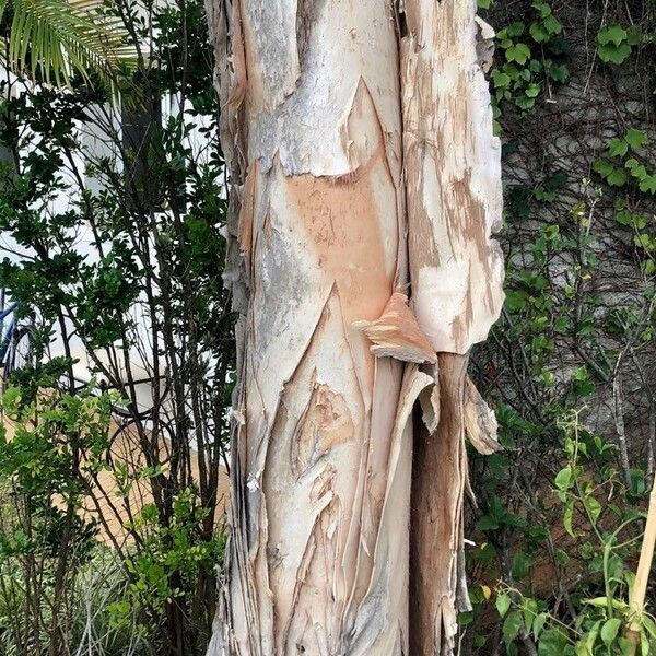 Melaleuca quinquenervia Corteza